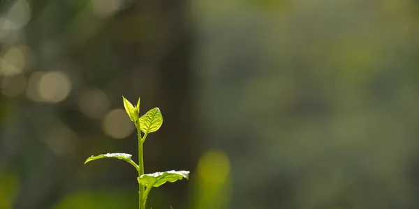 Small green plant sprout with fresh leaves against a softly blurred background